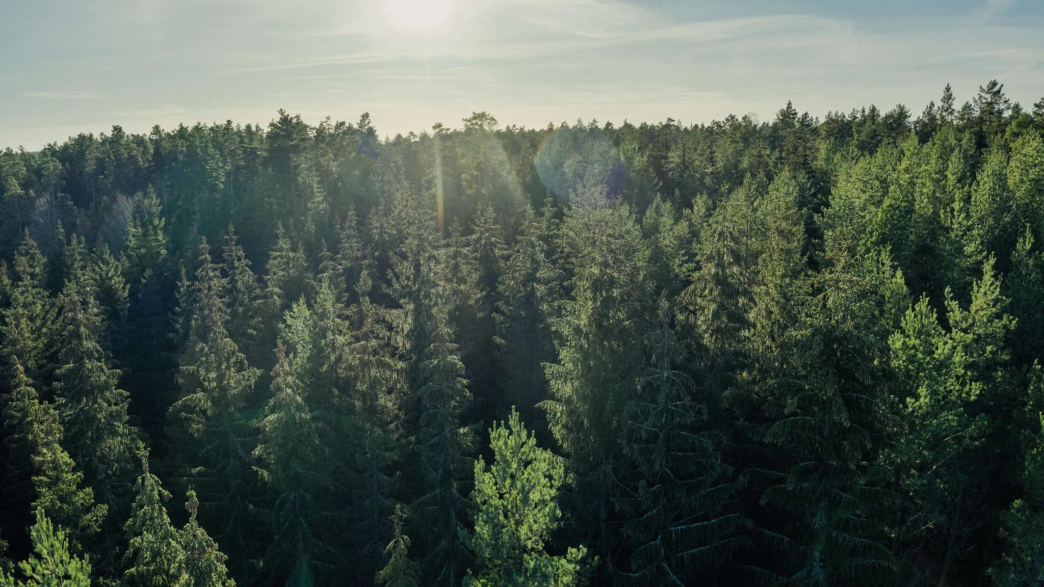 Sunlight shines over a dense forest of tall, lush pine trees under a clear blue sky.