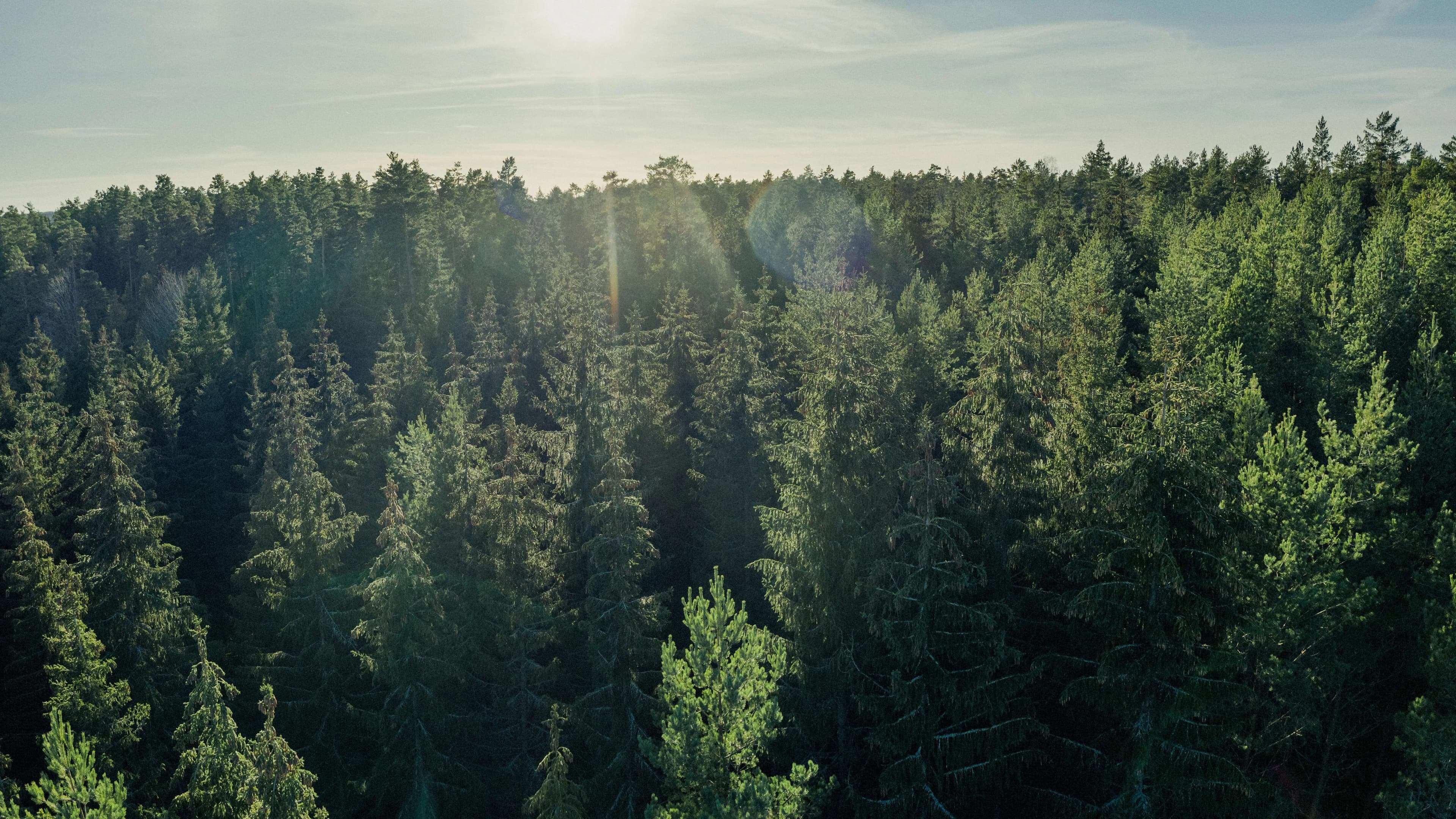 Sunlight shines over a dense forest of tall, lush pine trees under a clear blue sky.